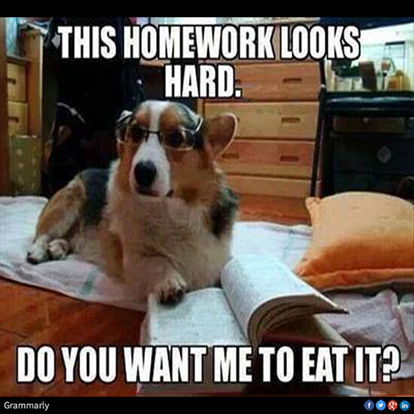 dog homework humor